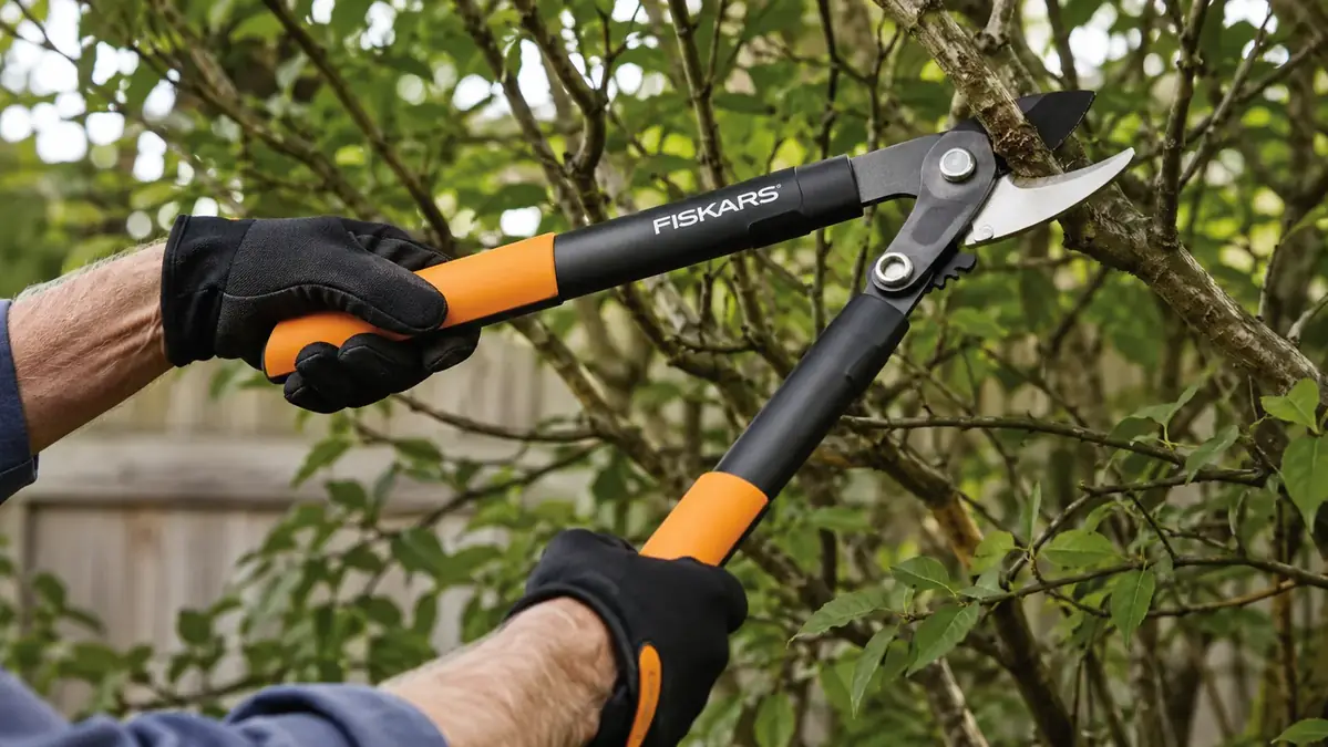 Hands using orange-handled Fiskars bypass loppers to cut through a thick hedge branch