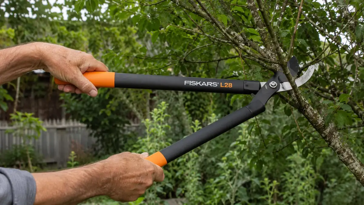 Hand using Fiskars bypass loppers to make a clean angled cut on a live green branch