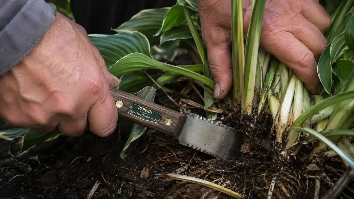 Hands using the PERWIN hori hori knife to divide a hosta clump in a garden bed